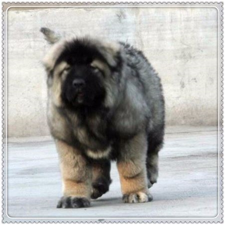 出售高加索犬 种高加索犬 巨型高加索犬宠物狗
