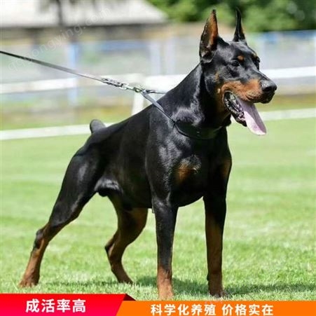 杜宾犬母犬 活体立耳护卫犬 大型杜宾犬 常年销售