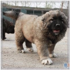 出售高加索犬 种高加索犬 巨型高加索犬宠物狗