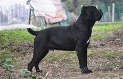 意大利大型猛犬卡斯罗犬  种大头版血统卡斯罗售价 卡斯罗标准