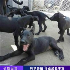 大型黑狼犬 宠物黑狼犬 黑狼护卫犬 养殖出售