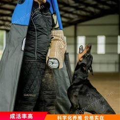 杜宾犬母犬 活体立耳护卫犬 大型杜宾犬 常年销售