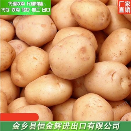 代理储存新鲜土豆 马铃薯代理加工 量大从优