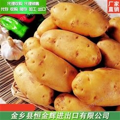 土豆批发价格 新鲜土豆代理加工 量大从优