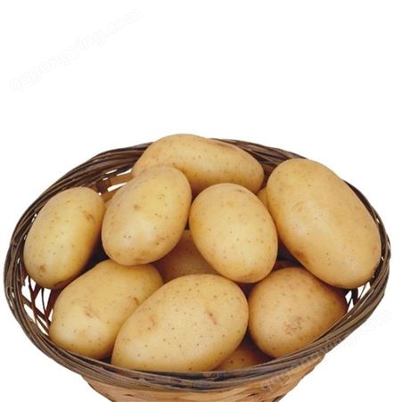土豆代存 山东土豆加工 大量出售金乡土豆