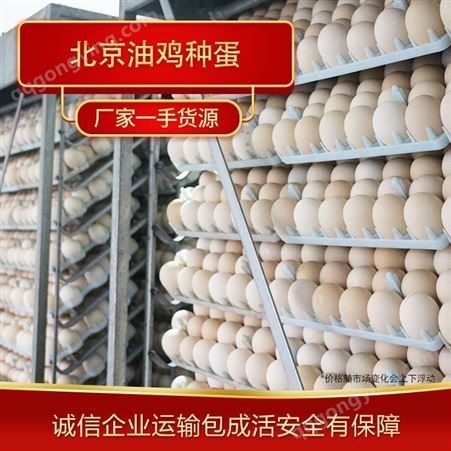 北京油鸡商品蛋 种鸡蛋批发厂家常年供应北京油鸡商品蛋