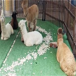 萌宠小羊驼 颜色齐全 纯种羊驼苗源头供应 指导饲养