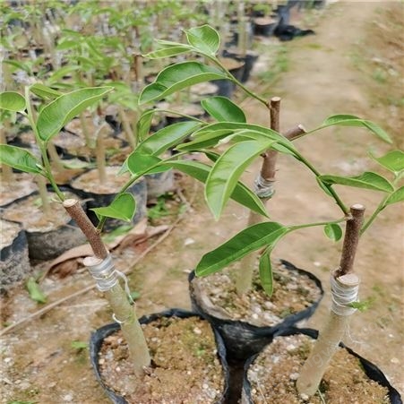 棋楠香家种植园供应 优质奇楠沉香嫁接苗 提供技术支持