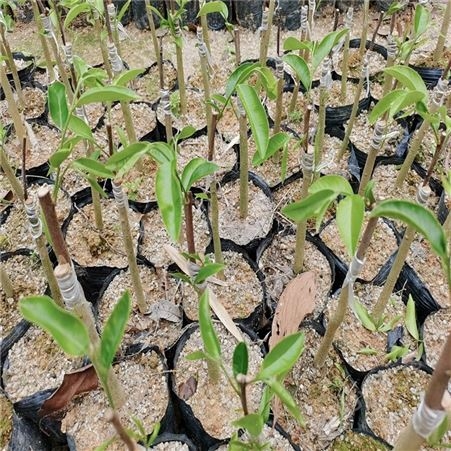 棋楠香家种植园供应 优质奇楠沉香嫁接苗 提供技术支持