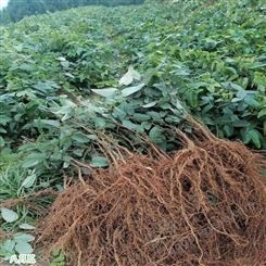 鑫燎三农 优质八月瓜批发 八月瓜种植好项目 八月瓜直销厂家