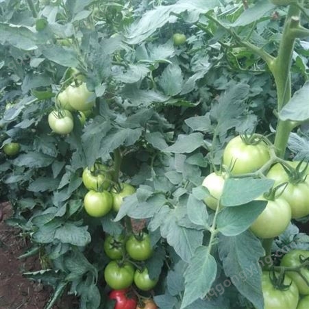 鑫燎三农 番茄目前价格 云南番茄批发基地 昆明番茄销售商