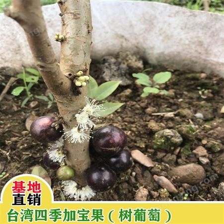 鑫燎三农 云南树葡萄行情价格 昆明树葡萄供应商 树葡萄种植基地