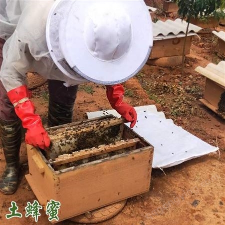 土蜂蜜价格 云南蜂蜜的功效和作用 正宗深山土蜂蜜