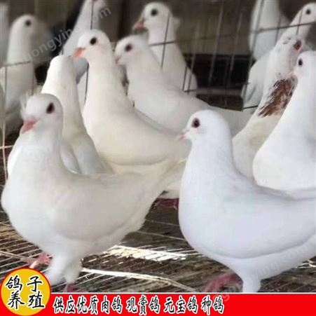 鑫燎三农 肉鸽的市场 作用与功效产地供应商