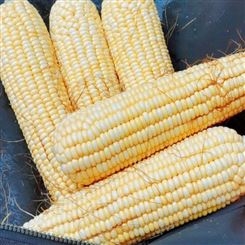 鑫燎三农 玉米行情分析 云南玉米价格走势 昆明玉米批发基地