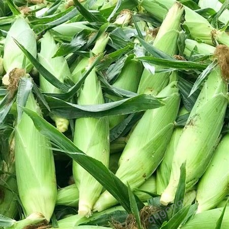 鑫燎三农 玉米行情分析 云南玉米价格走势 昆明玉米批发基地