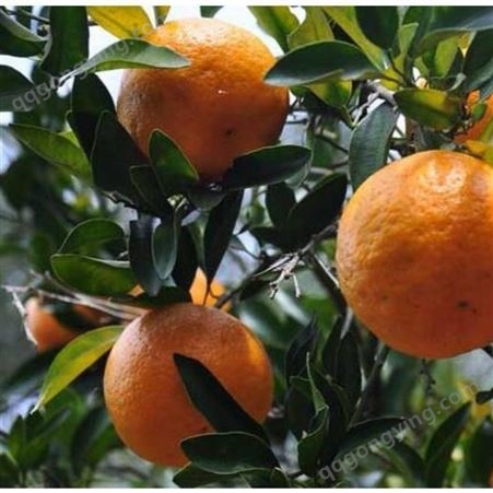 南丰蜜桔批发 柑橘产业示范区 南丰蜜桔供应