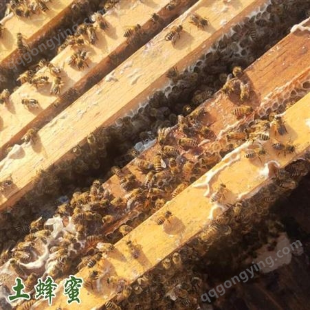 鑫燎三农 蜂蜜批发 云南纯正蜂蜜出售 蜂蜜直销基地
