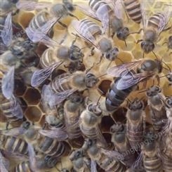 中蜂出售养殖场中蜜蜂养殖200群新脾新王大仔板出售