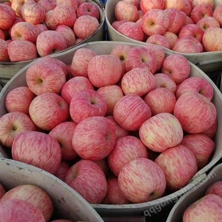 红富士苹果大量出库 80以上大果 脆甜可口