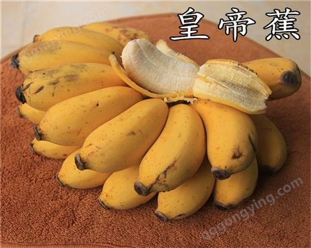 香蕉树苗  矮化香蕉蕉苗  粉蕉苗  皇帝蕉苗  红蕉苗