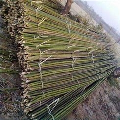 竹棒批发  批发粗竹竿  2米细竹片  菜园搭架栏杆