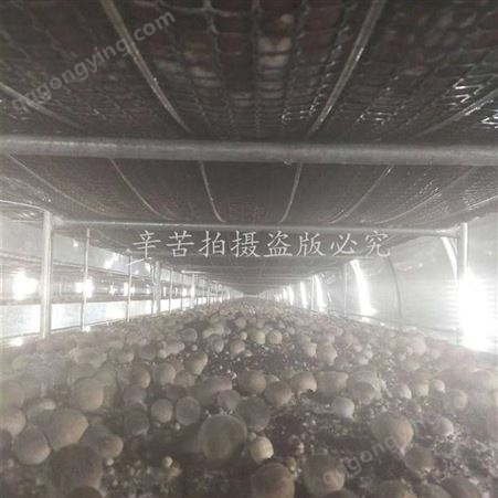 食用菌专用30p一体化空调 食用菌养殖空调批发价格 金葫芦定制生产