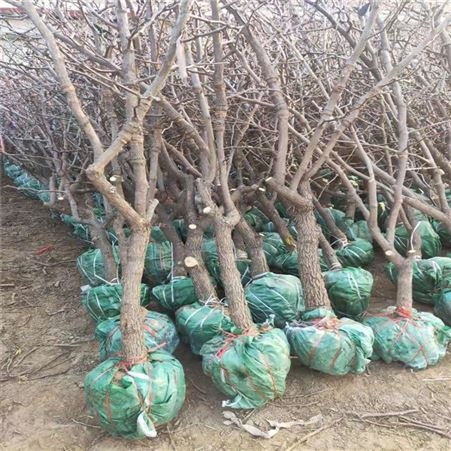 果鑫 雪红枣树苗适合南北方种植 沾化冬枣树苗 厂家直供