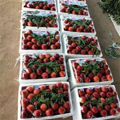 巴音郭楞蒙古自治州油桃 油桃厂家 批发商新鲜水果 优质服务宏远果蔬
