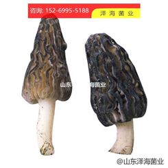 羊肚菌价格 蘑菇厂家 品种